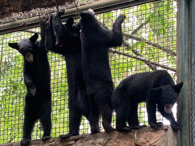 Rescatan y trasladan a 4 oseznas huérfanas al Zoológico de Culiacán